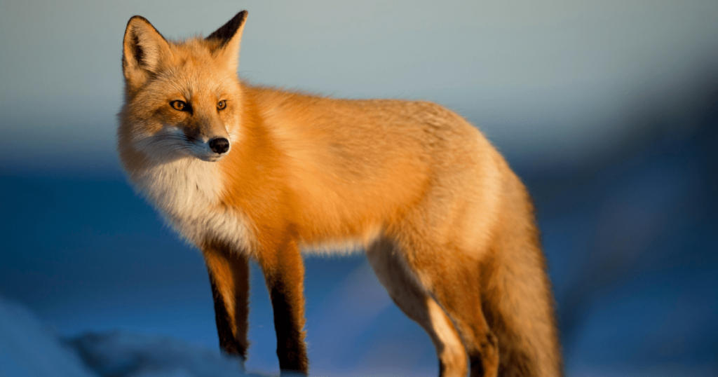 discove what do foxes eat