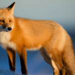 discove what do foxes eat