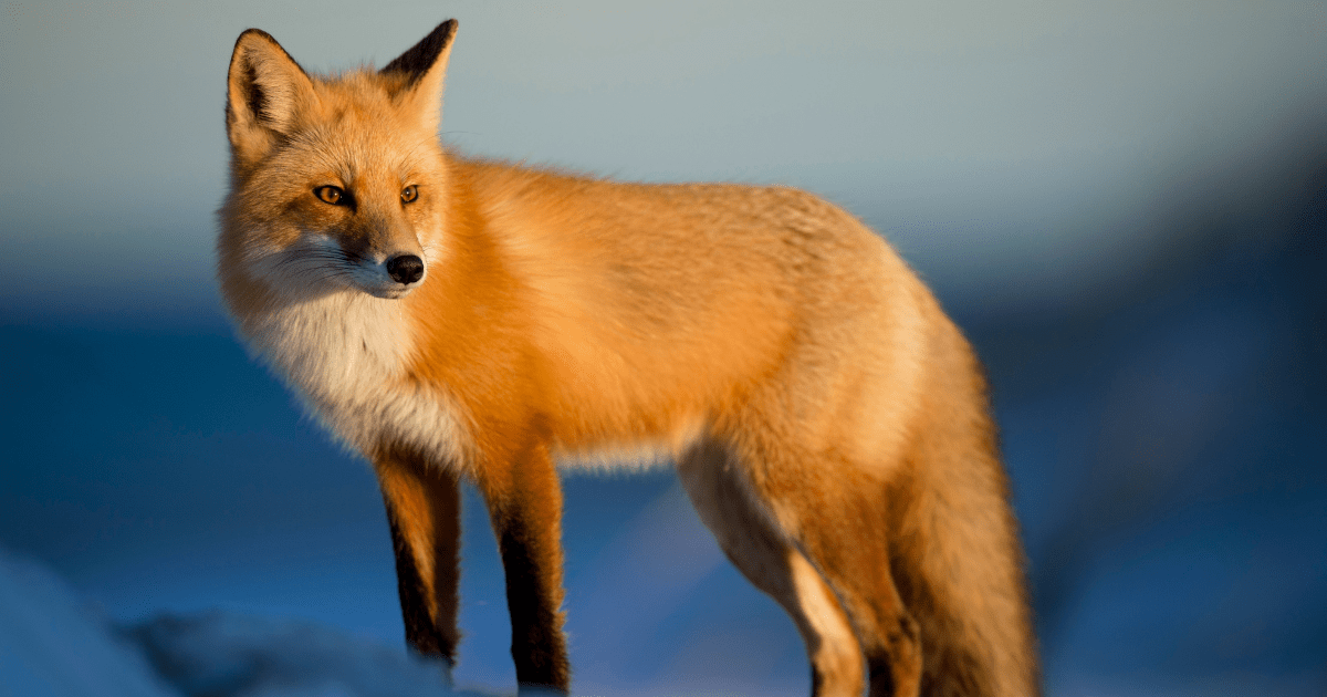 discove what do foxes eat